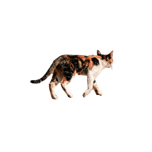 A Calico Cat Gracefully Walks On A Sandy Ground With A Blurred Wall Backdrop. 12566 - Cat PNG image with transparent background